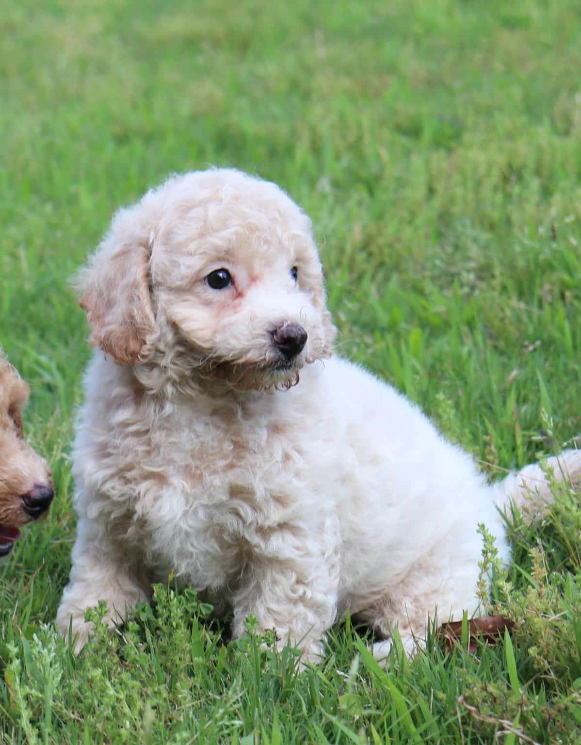 Bichonpoo – Wadley's Small Breeds