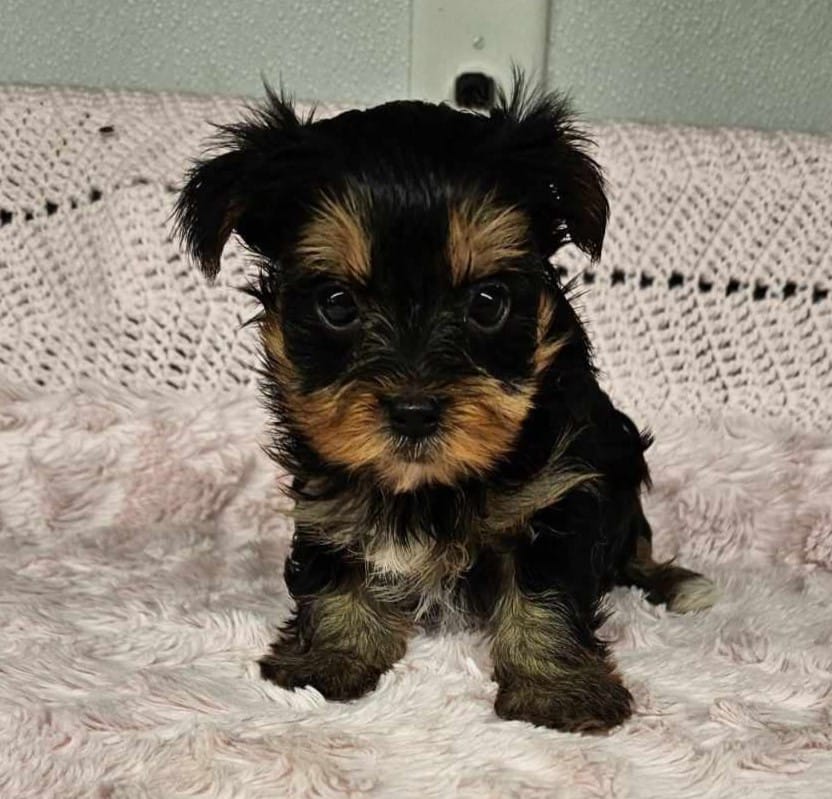 Yorkie – Wadley's Small Breeds