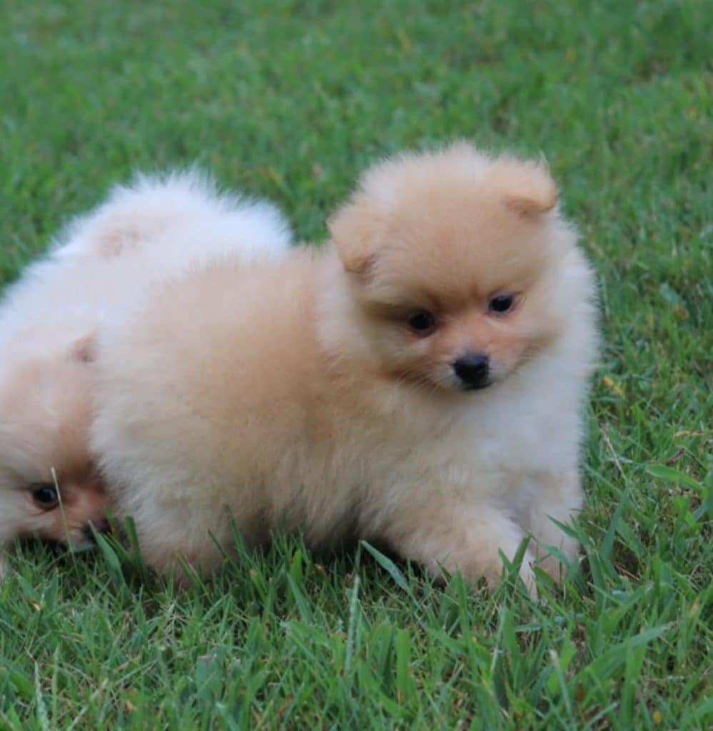 Puppies – Wadley's Small Breeds